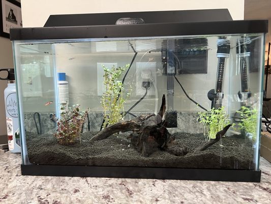 10 gallon freshwater set up