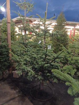 Beautifully displayed Noble Fir Christmas trees