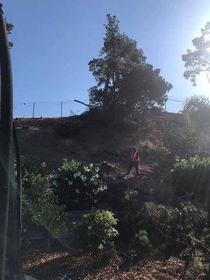 Back hill behind my house. Was full of trees at one point. They removed them all!! Thanks C&W tree services!!!