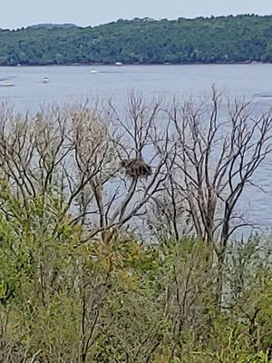 Large eagles nest