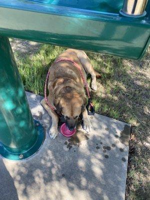 Need a bowl if you bring a pup with you. She was thirsty