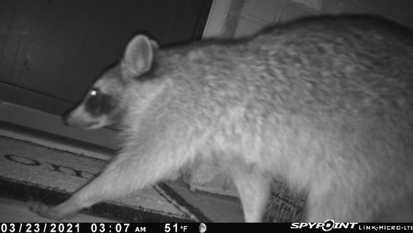 Wildlife Trapping- Racoon on camera