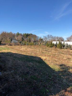 At the tree farm cutting down our own Christmas tree!