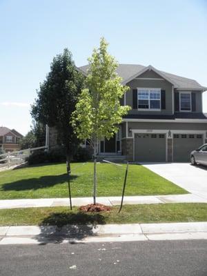 The final installation of this Silver Maple.