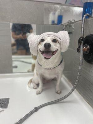 Everyone loves a good bath and brush.