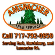 Affordable and dependable tree service - Amspacher Tree Service