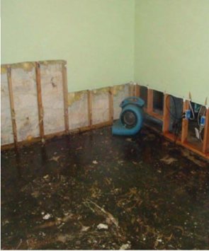 Microbial growth from neglected moisture results in dry wall and carpet replacement.