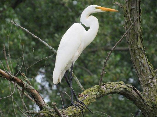 We see lots of great egrets this time of year.