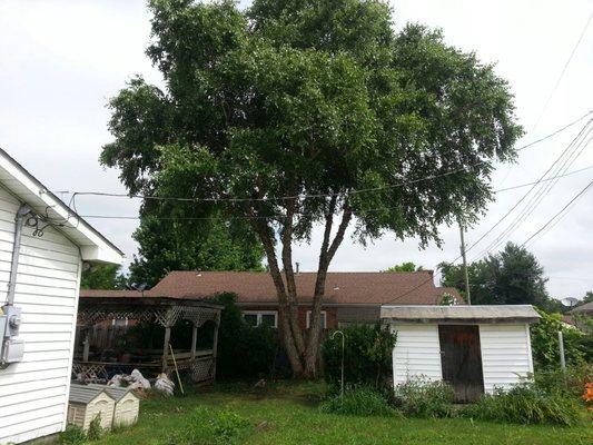 Cooks Tree Service