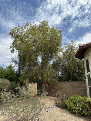 Bottle brush tree needing trimmed