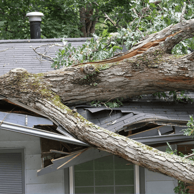 Emergency Tree Services