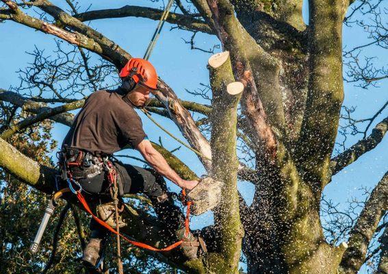 Tree Specialists