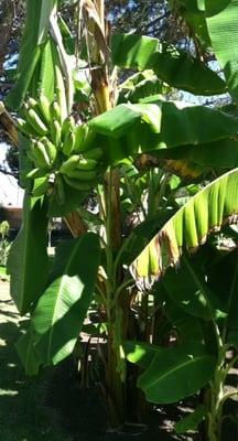 Our grounds even has tropical fruit.