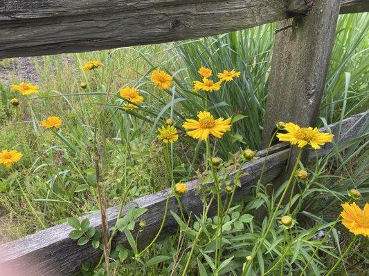 Wildflowers