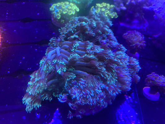 More corals