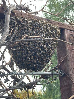 Bee swarm