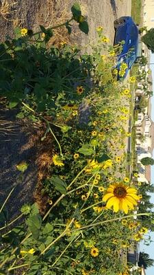 My car and the flowersuns!