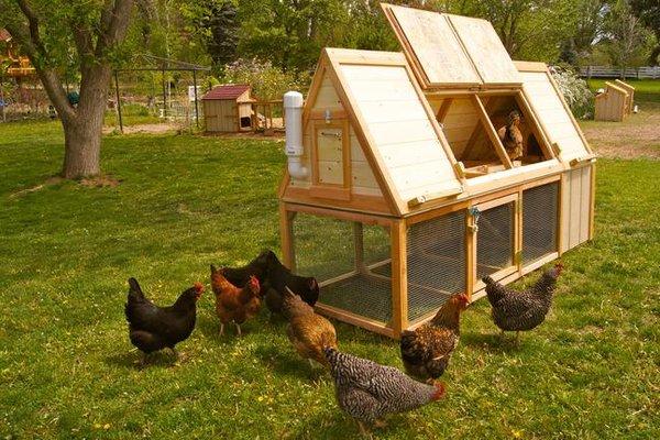 Chicken Coops of Colorado