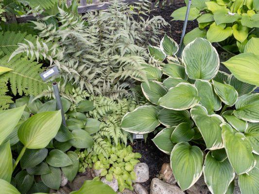 Hostas with companion ferns