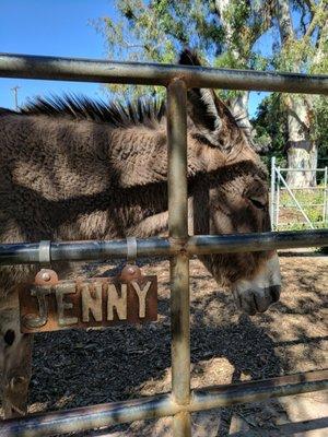 Jenny is the larger donkey. Here she posts with her new name tag.