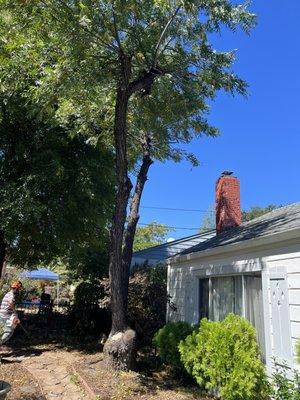 Tree Work done at my rental property. Very nice work and cleanup.