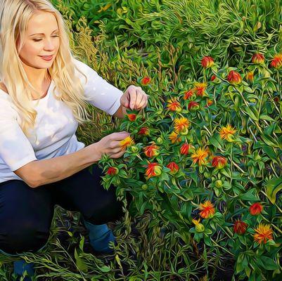 Harvesting Hong Hua in the Healing Garden