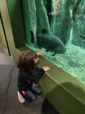 I think this fish might have been as long as my toddler...