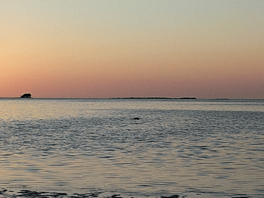 Bird flying over the gulf inlet