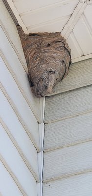 Wasp nest removal