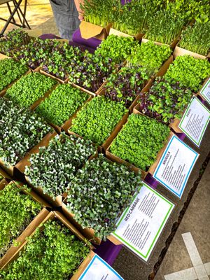 Micro greens