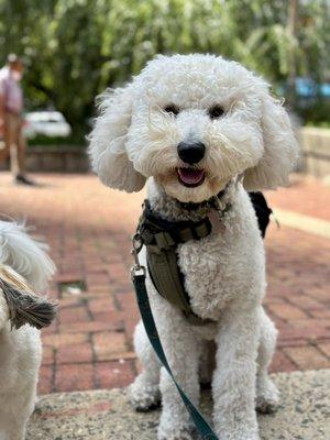 Teddy out for a walk in Downtown Brooklyn!