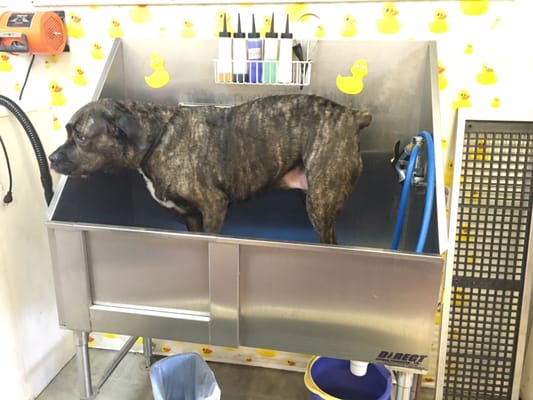 My 135 pound puppy looks so pathetic in this picture lol. This is the self service bath.