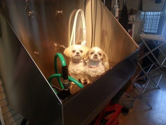 A bath is better together according to Bunky and Spunky!