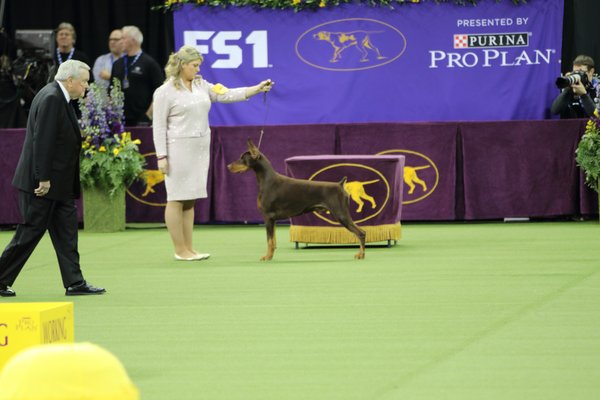 Westminster Kennel Club Dog Show Madison Square Garden