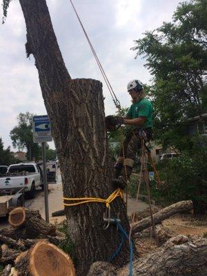 Large Siberian elm removal