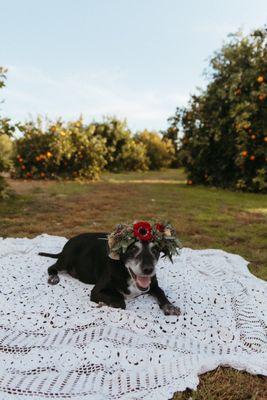 The perfect floral crown for senior pup photos