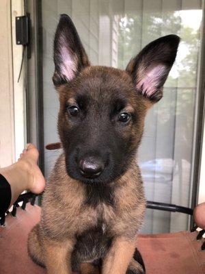 "Flex" 7 week old Belgian Malinois