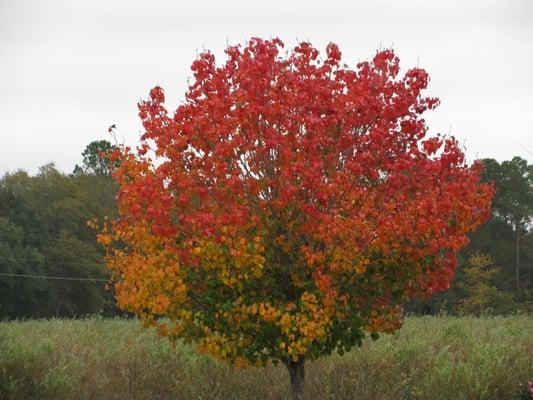 Outback Nursery