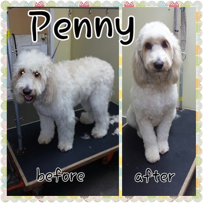 Penny's grooming picture.