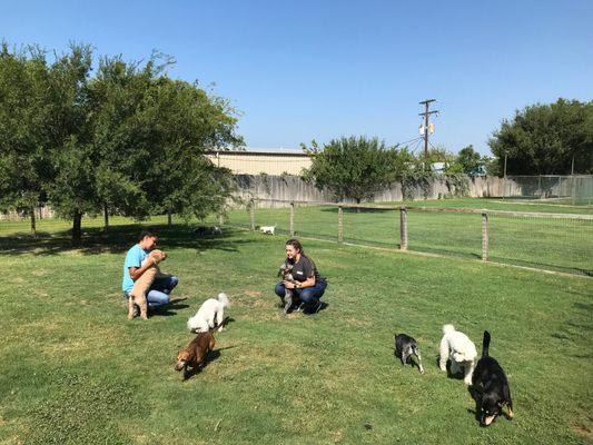 Small dogs frolicking