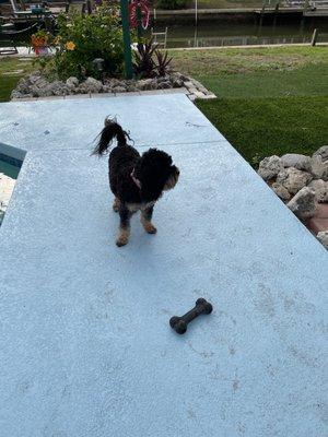 Beach Pet Grooming