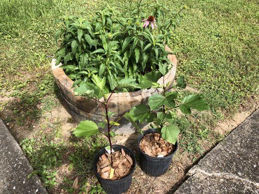 My 2 Roselle plants ready to go in the ground.