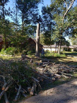 Notching down a tree