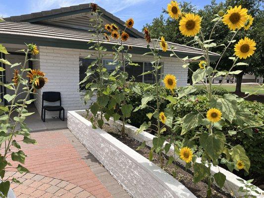 Adult program building with sunflowers outside.