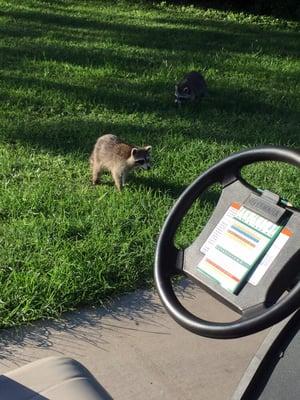 Sharing our space with Rocky Raccoon and family.....