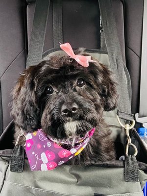 Pippa had such a wonderful first grooming experience! Thank you Paws Applause