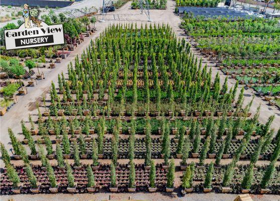 Best Nursery for All Sizes and Varieties of Hedges, Shrubs, Trees, Succulents, Cacti and More