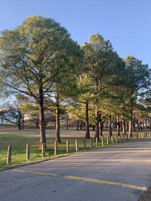 Local parks entrust us to keep their trees beautiful!