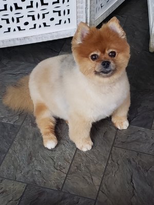 Daisy Marshmallow - the world's fattest Pomeranian