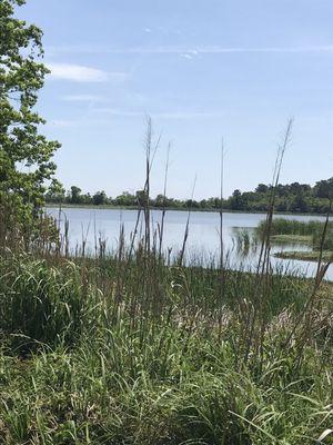 Rice Pond at Middleton Place Equestrian Center